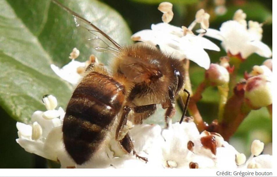 Capture abeille